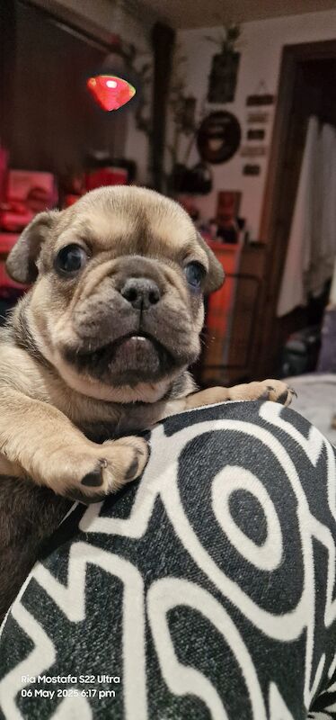 Fabulous joyful puppies for sale in London, Greater London - Image 3