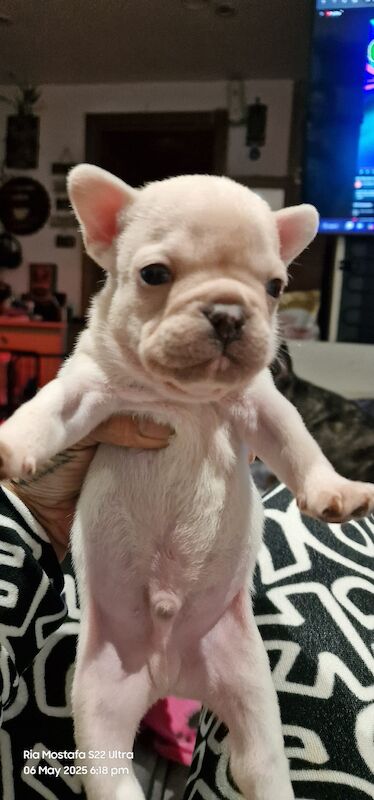 Fabulous joyful puppies for sale in London, Greater London | Image 4