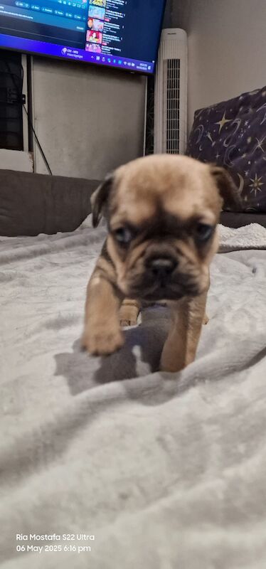 Fabulous joyful puppies for sale in London, Greater London - Image 6