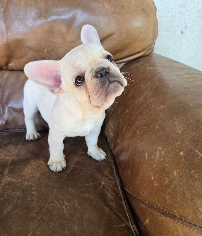 Fabulous joyful puppies for sale in London, Greater London