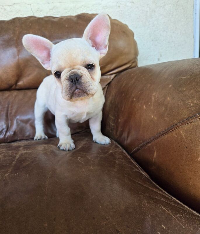 Fabulous joyful puppies for sale in London, Greater London | Image 3