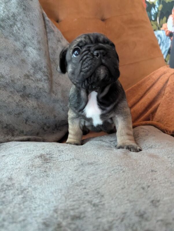 French Bulldog puppies for sale in Lincoln, Lincolnshire – KC registered, 4 weeks old
