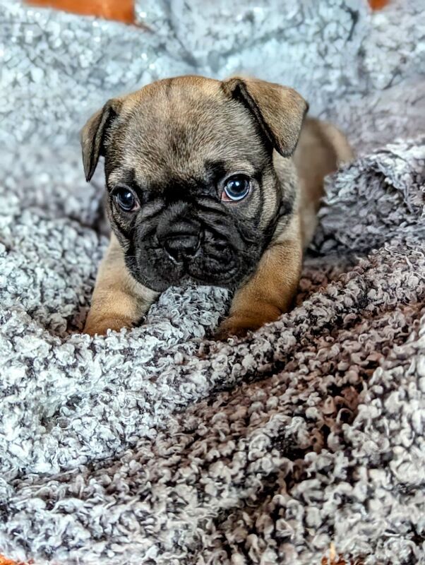 French Bulldog puppies for sale in Lincoln, Lincolnshire – KC registered, 5 weeks old