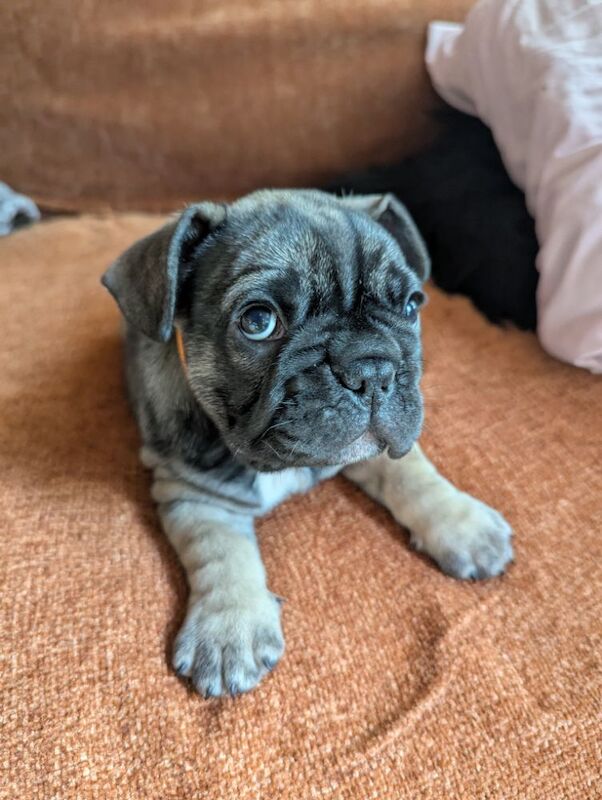 French Bulldog puppies for sale in Lincoln, Lincolnshire – KC registered, 6 weeks old