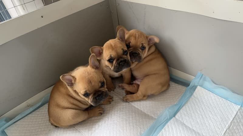 fawn litter of 3 french bulldog puppies available for sale in Manchester, Greater Manchester | Image 2