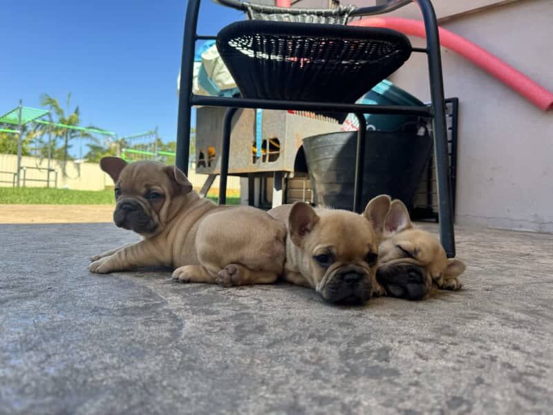 fawn litter of 3 french bulldog puppies available for sale in Manchester, Greater Manchester | Image 3