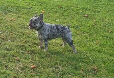 French Bulldog puppies for sale in Sandwell, West Midlands – 1 year old