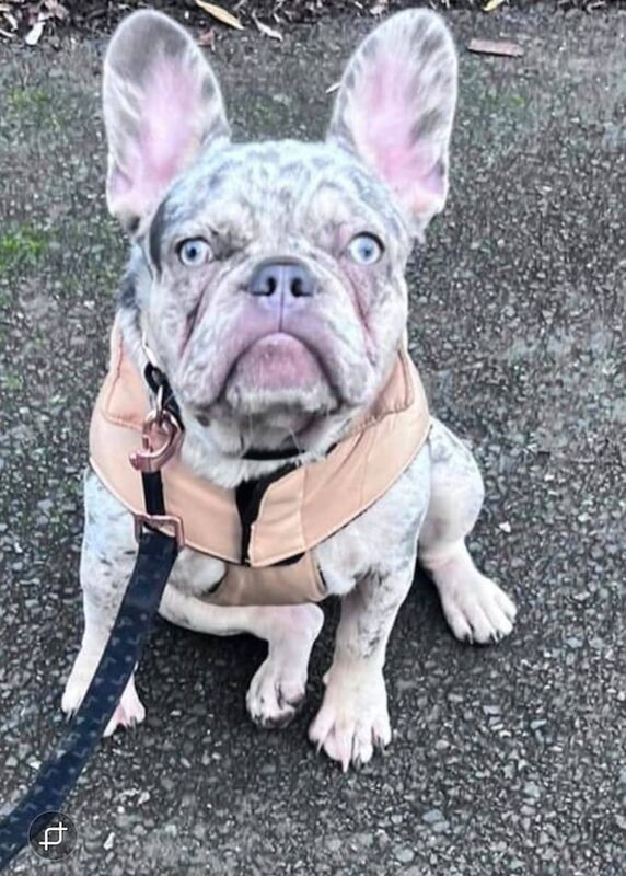 French Bulldog puppies for sale in Sandwell, West Midlands – 1 year old - Image 2 of 3