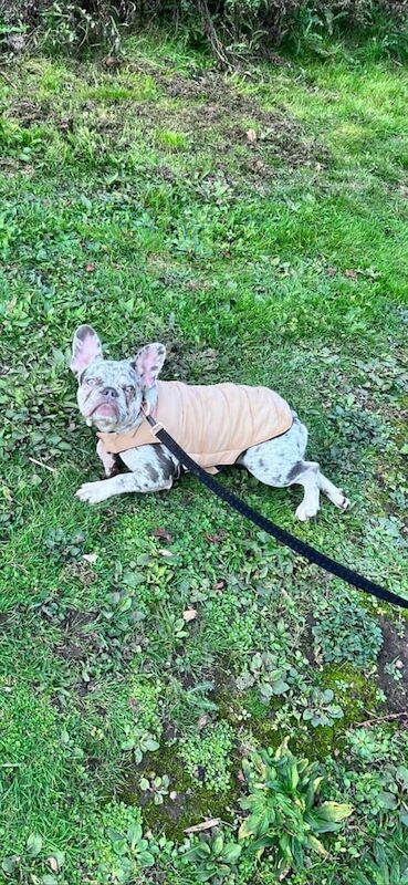 French Bulldog puppies for sale in Sandwell, West Midlands – 1 year old - Image 3 of 3