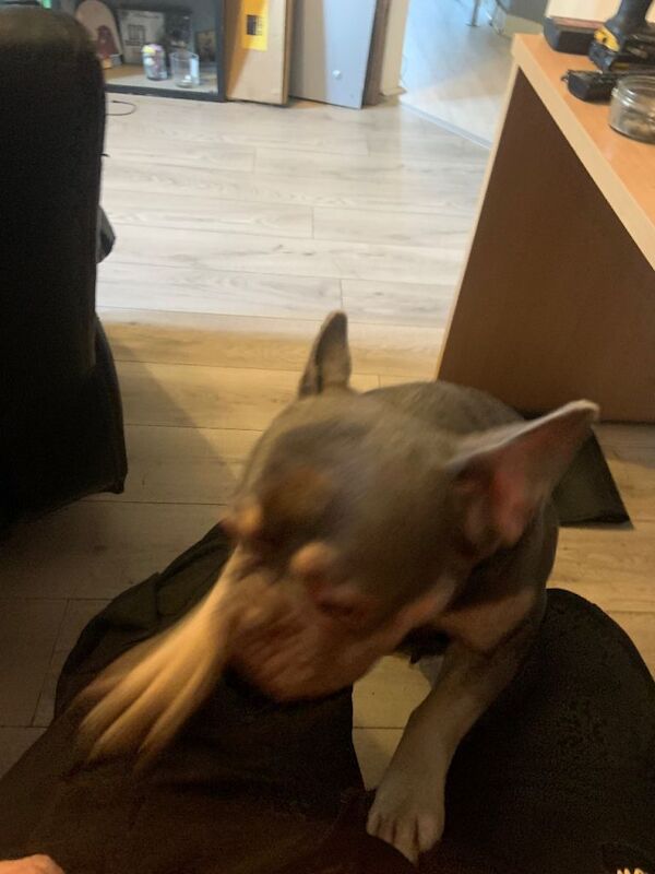 French Bulldog puppies for sale in Brightons, Stirling and Falkirk – 3 years old