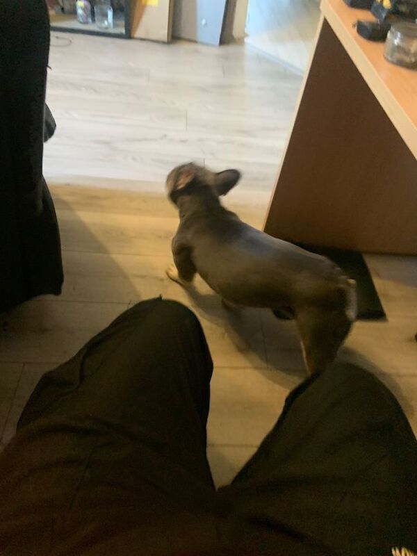 French Bulldog puppies for sale in Brightons, Stirling and Falkirk – 3 years old - Image 2 of 4