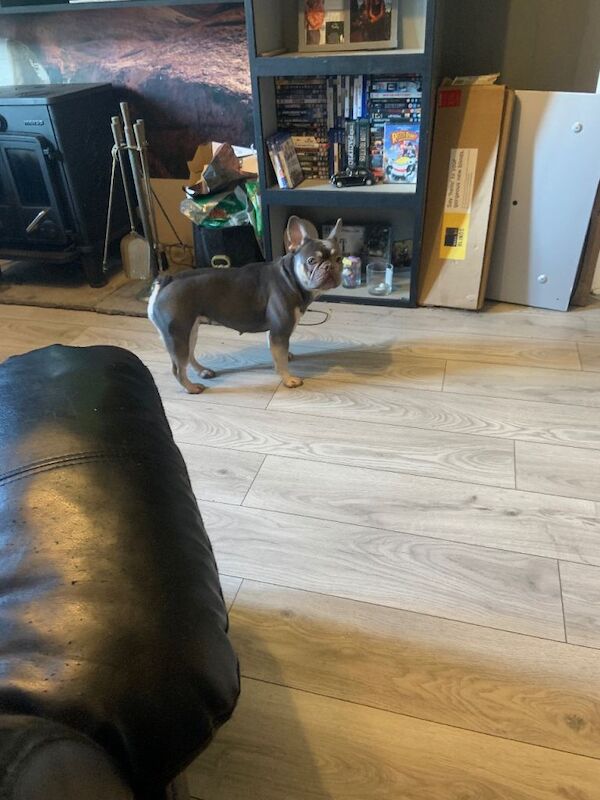 French Bulldog puppies for sale in Brightons, Stirling and Falkirk – 3 years old - Image 3 of 4