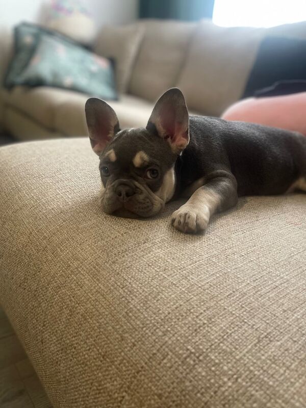 Female for sale in Kempston, Bedfordshire
