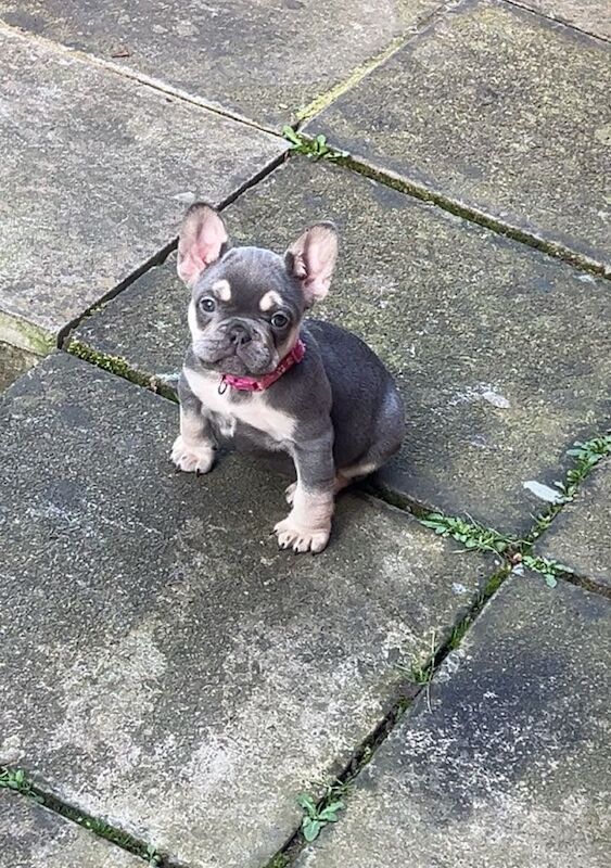 Female for sale in Kempston, Bedfordshire | Image 2