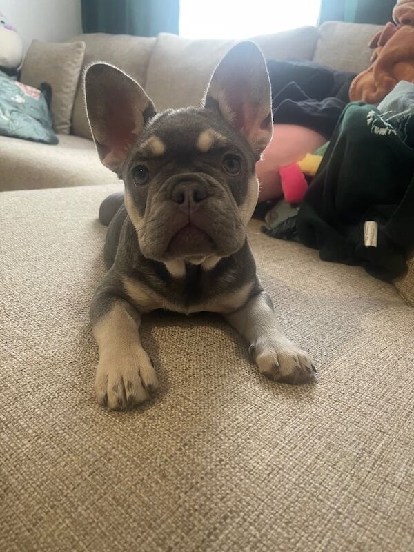 Female for sale in Kempston, Bedfordshire | Image 3