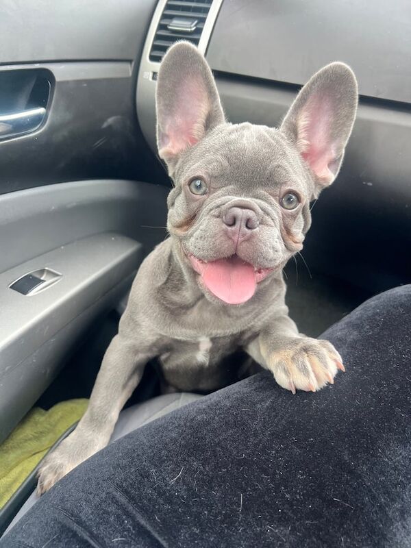 Female for sale in Wigan, Greater Manchester