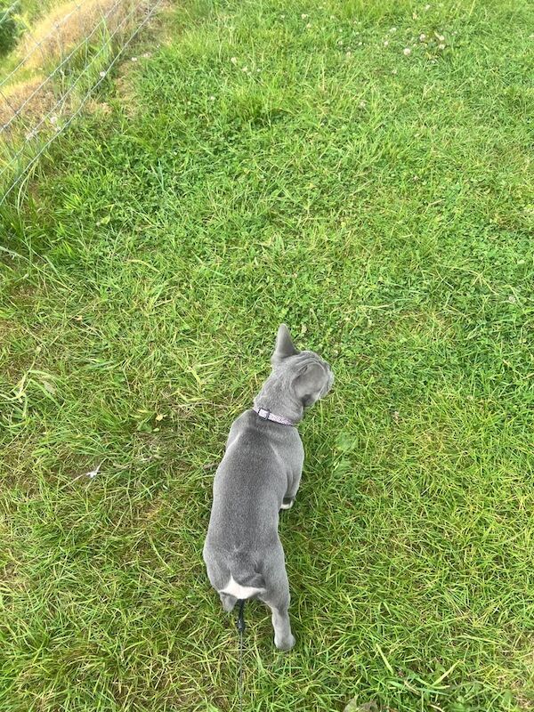 French Bulldog puppies for sale in Wigan, Greater Manchester – 9 months old - Image 2 of 3