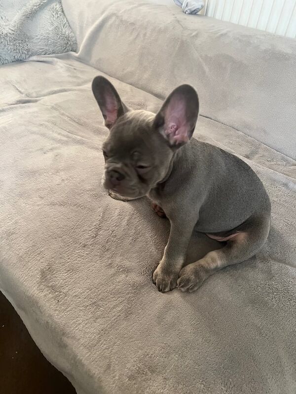 French Bulldog puppies for sale in Wigan, Greater Manchester – 9 months old - Image 3 of 3