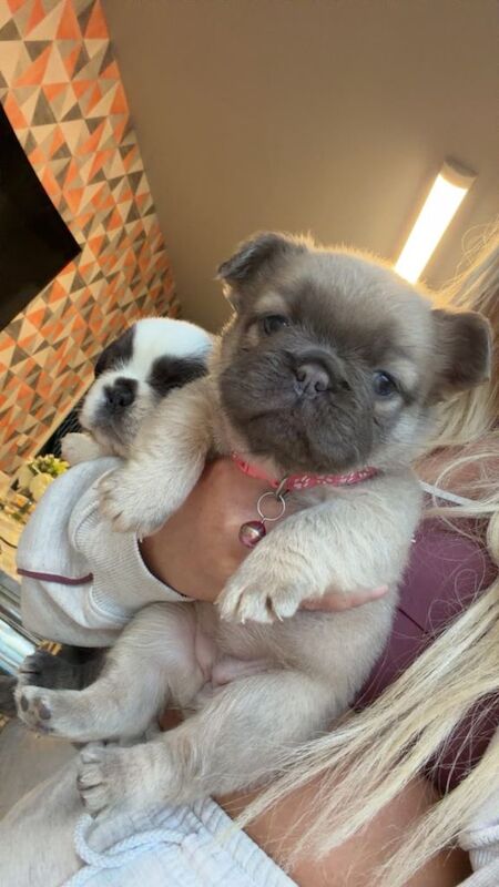 Frenchie Puppies For Sale