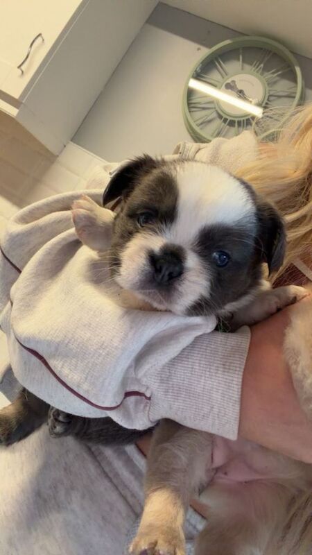 Female and male fluffy frenchie - Image 2 of 4