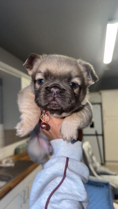Female and male fluffy frenchie - Image 3 of 4