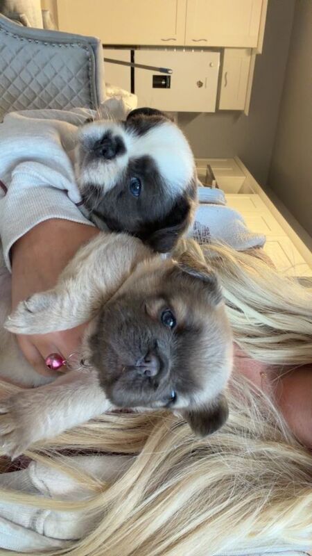 Female and male fluffy frenchie - Image 4 of 4