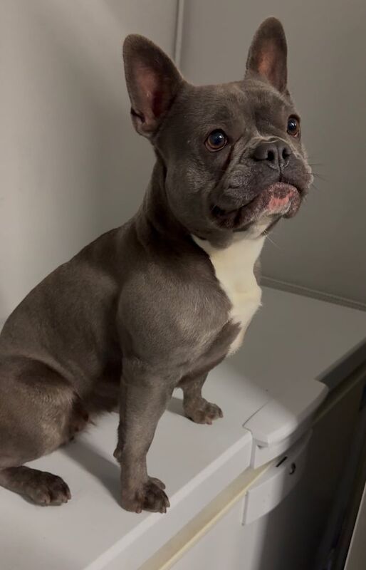 French Bulldog puppies for sale in Crumpsall, Greater Manchester – 11 months old - Image 2 of 4