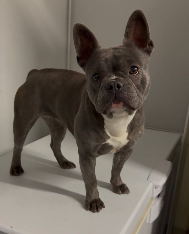 French Bulldog puppies for sale in Crumpsall, Greater Manchester – 11 months old - Image 3 of 4