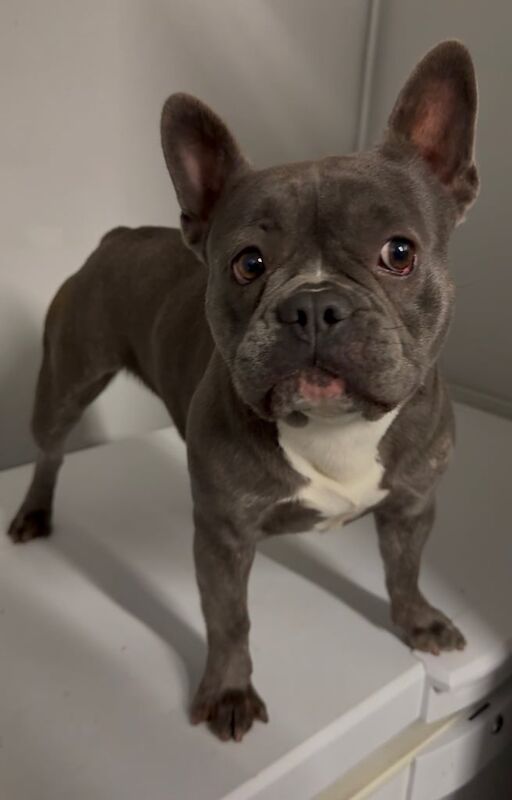 French Bulldog puppies for sale in Crumpsall, Greater Manchester – 11 months old - Image 4 of 4