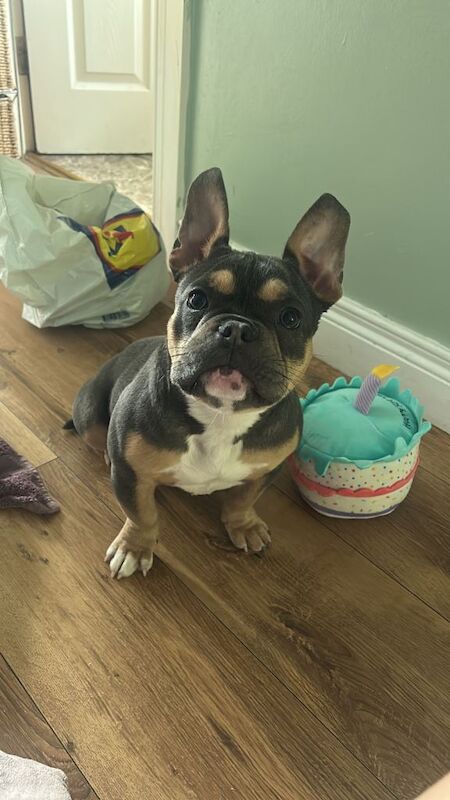 Female bully x frenchie