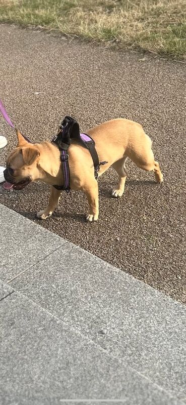 French Bulldog puppies for sale in Ilford, Greater London – 1 year old