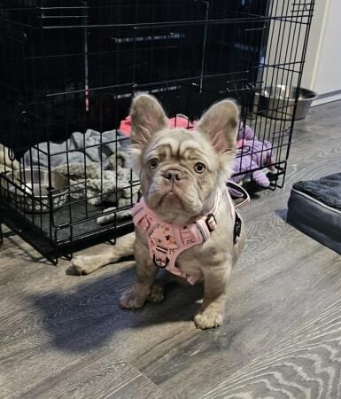 Merle french bulldog for sale near me online