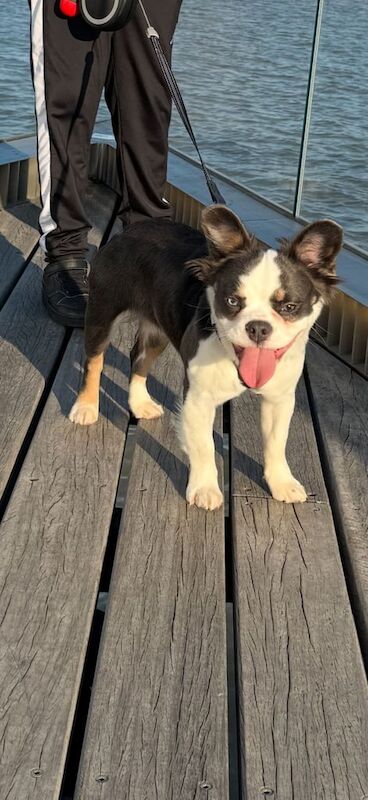 French Bulldog puppies for sale in London – 1 year old - Image 2 of 4