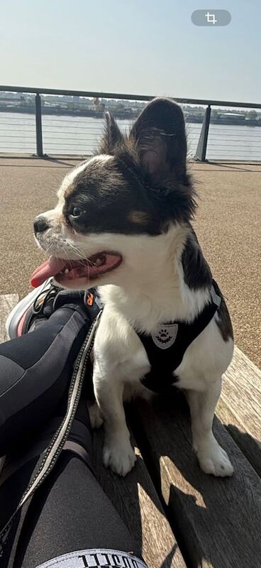 French Bulldog puppies for sale in London – 1 year old - Image 3 of 4