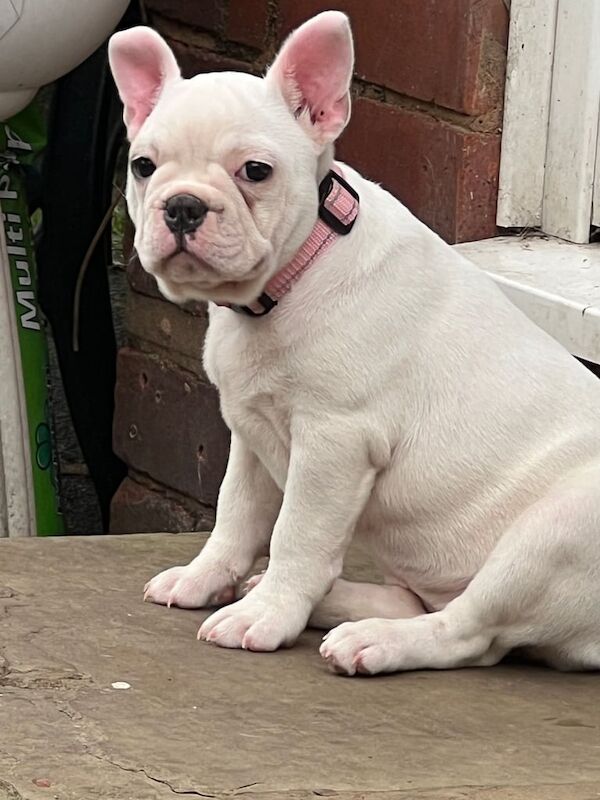 female french bull dog for sale in Dudley, West Midlands