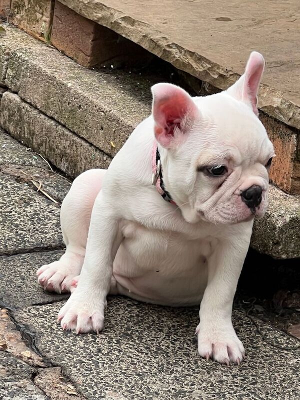 female french bull dog - Image 2 of 3