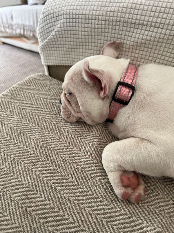 female french bull dog - Image 3 of 3