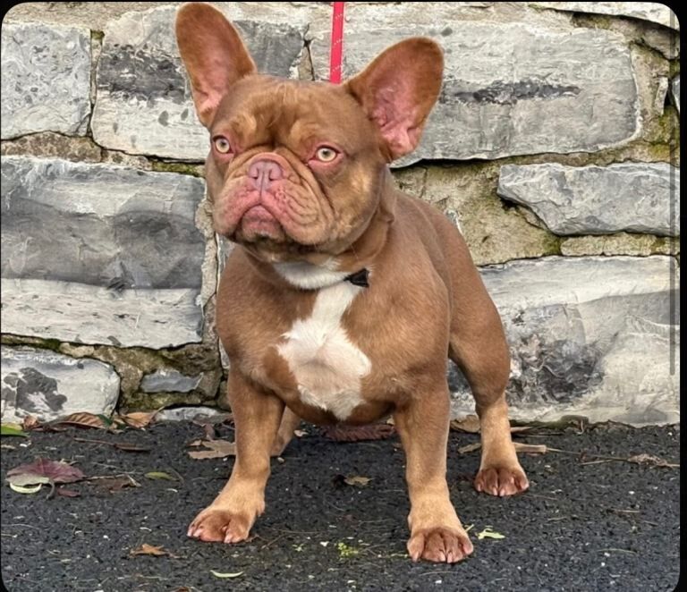 French Bulldog puppies for sale in Omagh, County Tyrone – 2 years old - Image 3 of 3