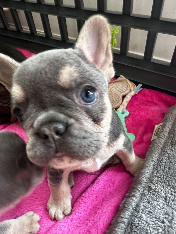 Female french bulldog for sale in Quedgeley, Gloucestershire