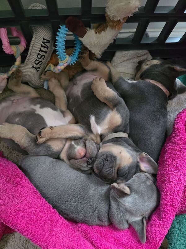 Female french bulldog for sale in Quedgeley, Gloucestershire | Image 2
