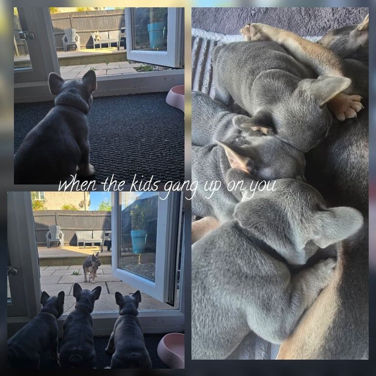 Female french bulldog for sale in Quedgeley, Gloucestershire - Image 3