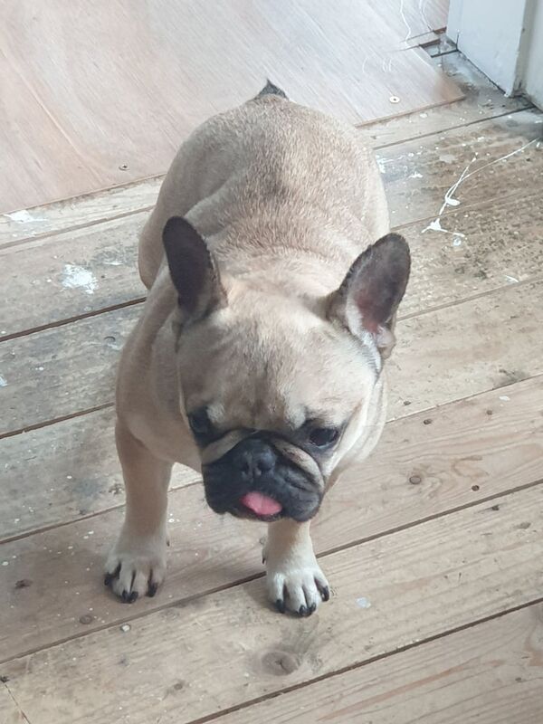 Female French Bulldog for sale in Atherton, Greater Manchester