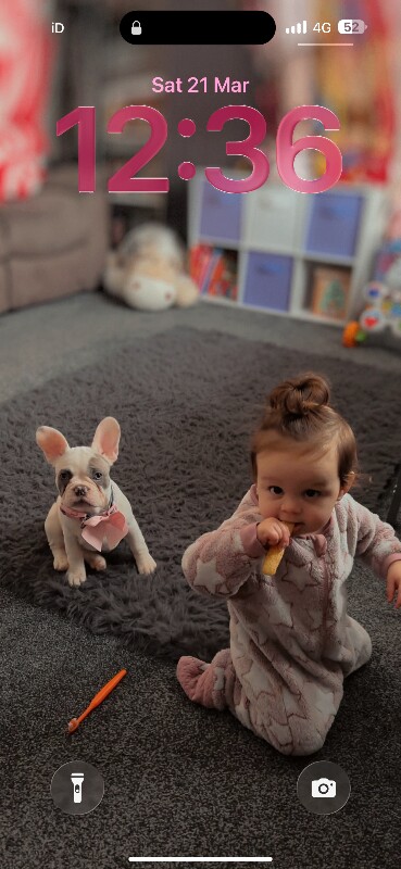 Female French bulldog 6 months old