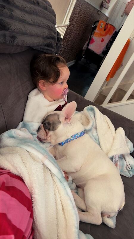 Female French bulldog 6 months old - Image 2 of 3
