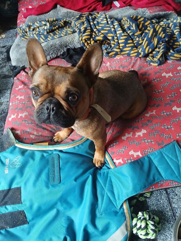 French Bulldog puppies for sale in Carmarthen / Caerfyrddin, Dyfed – 2 years old