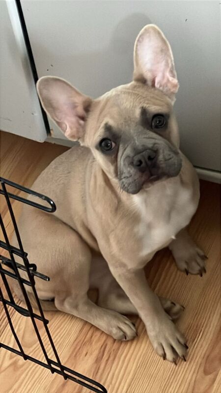 female french bulldog - Image 2 of 2