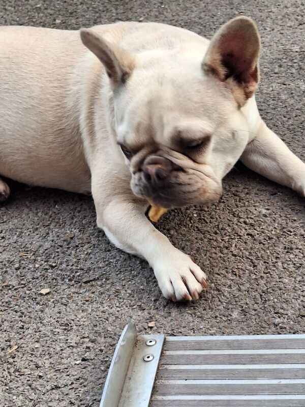 Female french bulldog - Image 2 of 4