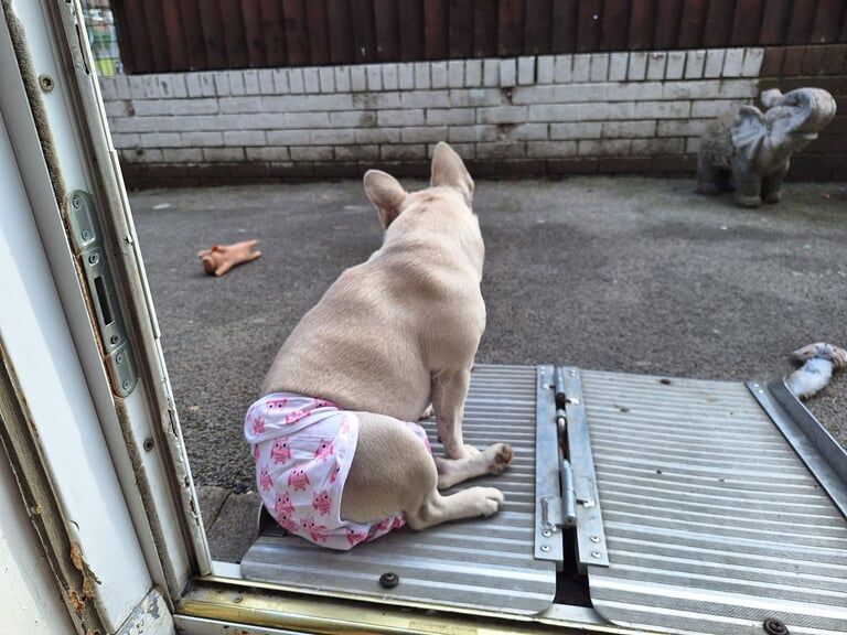 Female french bulldog - Image 3 of 4