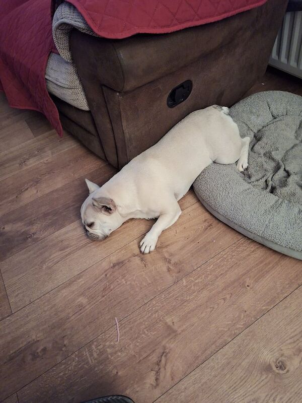 Female french bulldog - Image 4 of 4