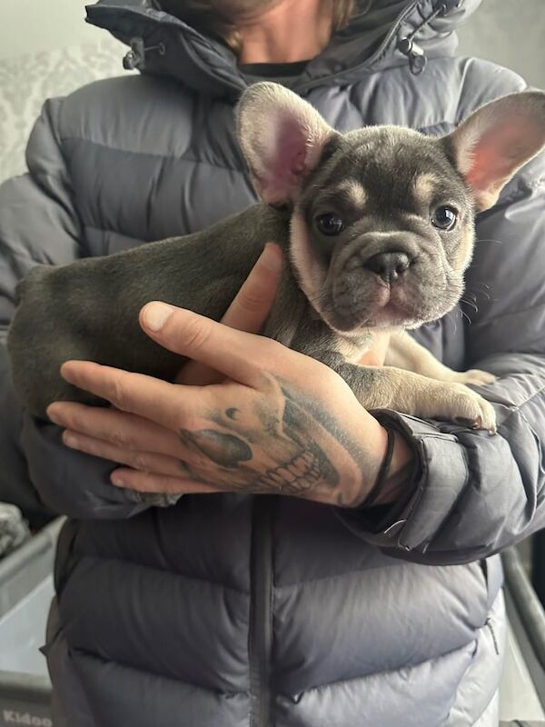 Female French Bulldog - Image 3 of 3